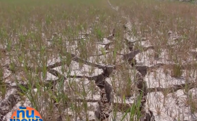 ชาวนาพิจิตรปล่อยให้ต้นข้าวยืนต้นตาย
