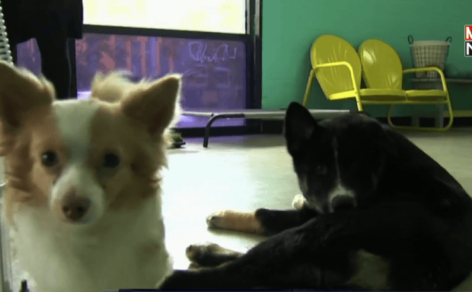 ร้านคาเฟ่สุนัขในสหรัฐฯ