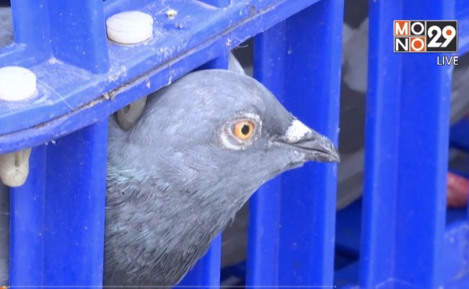 กทม.ลุยจัดระเบียบห้ามให้อาหารนกพิราบ