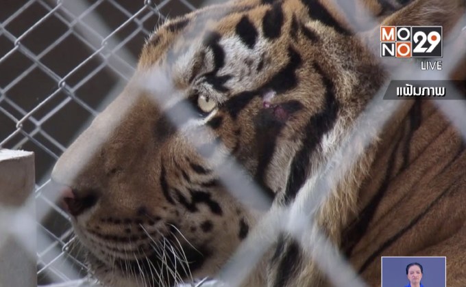 กรมอุทยานฯ ยืนยันเสือโคร่งป่วยตาย 86 ตัว