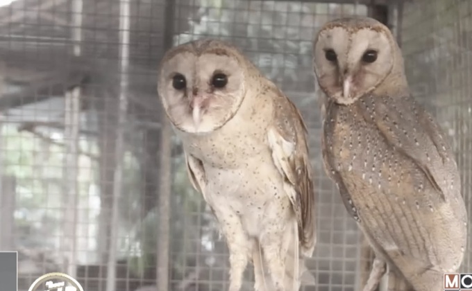 หมู่บ้านเลี้ยงนกแสกในอินโดนีเซีย