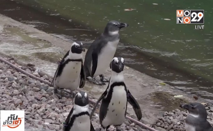 โปแลนด์ส่งเพนกวิน 6 ตัวไปสาธารณรัฐเช็ก