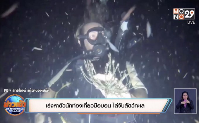 เร่งหาตัวนักท่องเที่ยวมือบอน ไล่จับสัตว์ทะเล