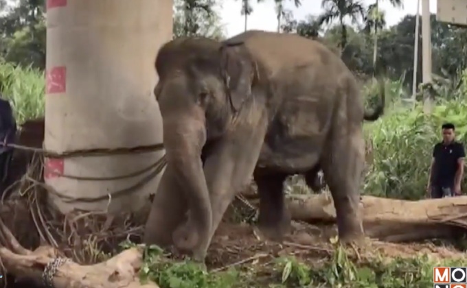 ช้างตกมันอาละวาด ครั้งที่ 2 ในรอบ 4 วัน