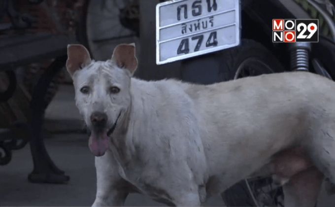 เตรียมจัดระเบียบสุนัขจรจัดในแฟลตตำรวจ