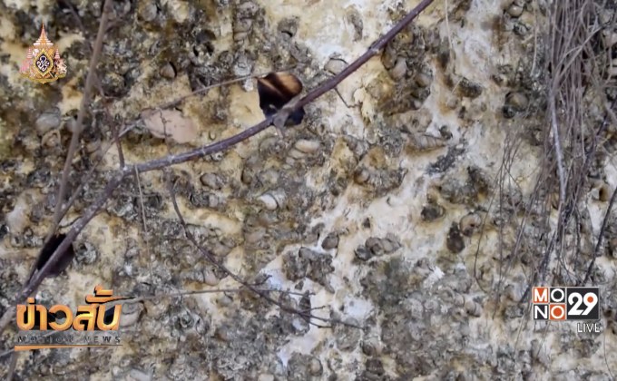 พบสุสานหอยแห่งใหม่ จ.กระบี่