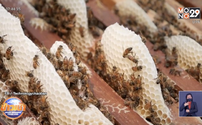 ประชากรผึ้งหายจากโลก 90%