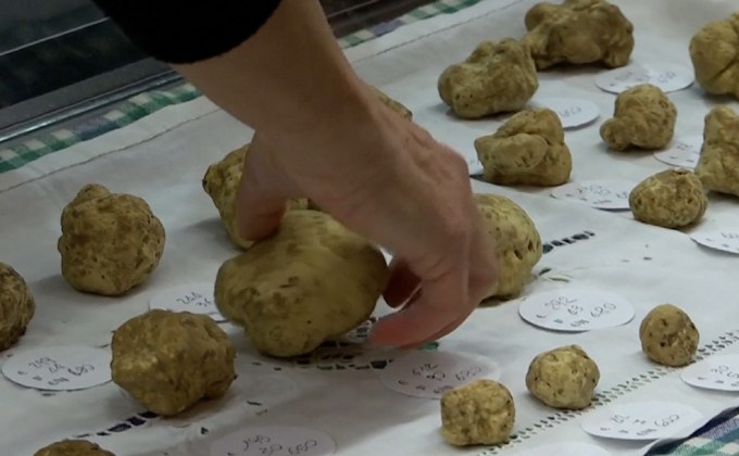 เห็ดทรัฟเฟิลขาวในอิตาลีกำลังลดลง