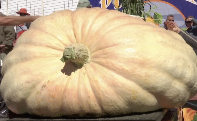 ชาวโอเรกอนครองแชมป์ฟักทองยักษ์ 4 สมัย