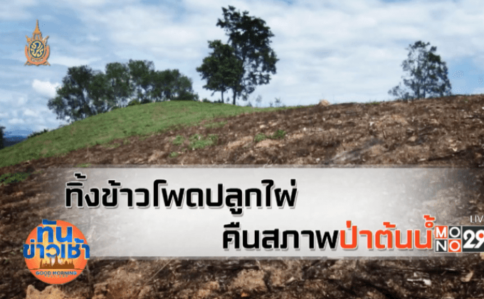 ทิ้งข้าวโพดปลูกไผ่ คืนสภาพป่าต้นน้ำ