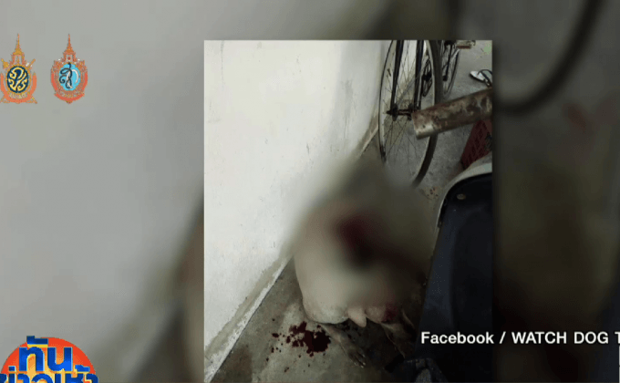 สะเทือนใจ! สุนัข “โซดา” ถูกแทงแล้วลากขึ้นรถ