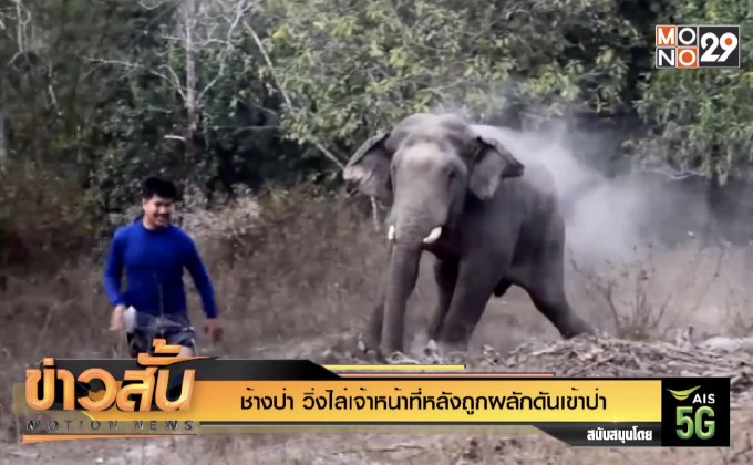 ช้างป่า วิ่งไล่เจ้าหน้าที่หลังถูกผลักดันเข้าป่า