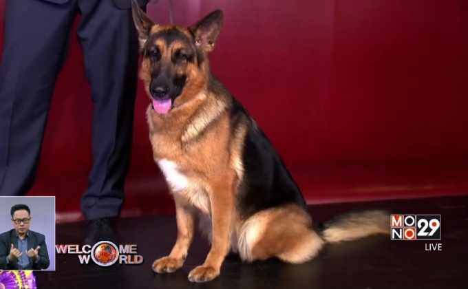 สุนัขเยอรมันเชพเพิร์ดคว้าแชมป์เวสต์มินสเตอร์เคนเนลคลับ
