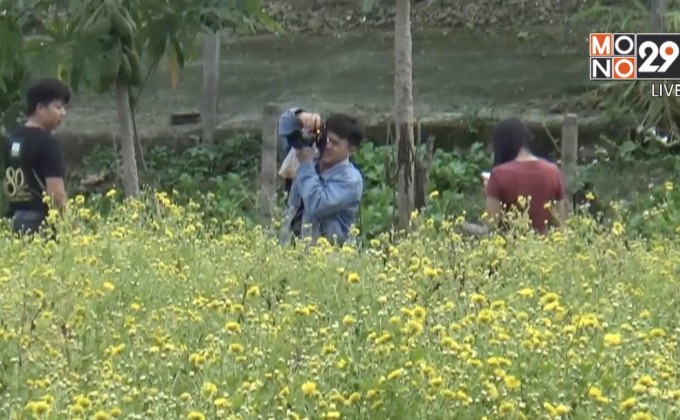 ทุ่งเก๊กฮวยอินทรีย์ บานสะพรั่ง