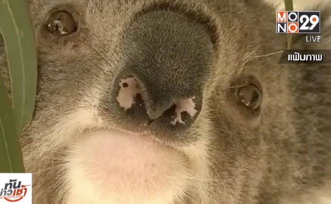 โคอาลาในออสเตรเลียเสี่ยงอดตายมากขึ้น