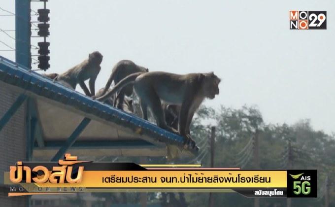 เตรียมประสาน จนท.ป่าไม้ย้ายลิงพ้นโรงเรียน