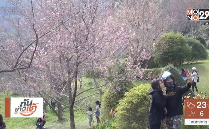 แห่ชม”ซากุระเมืองไทย” บานเต็มหุบเขาขุนช่างเคี่ยน