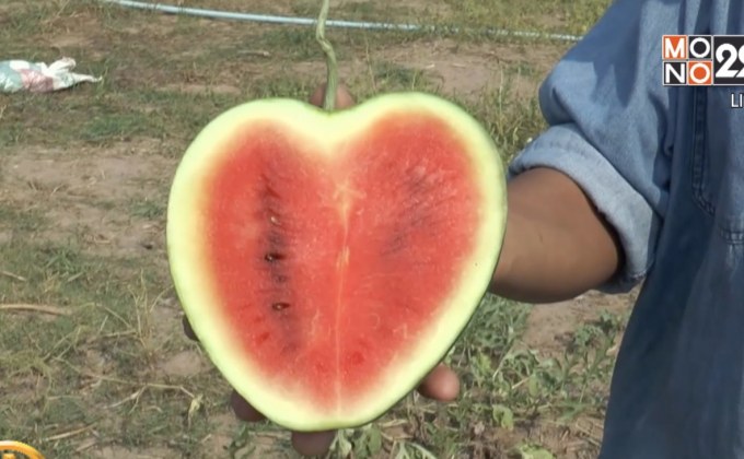 ​ปลูกแตงโมรูปหัวใจ ลูกละเกือบ 400 บาท