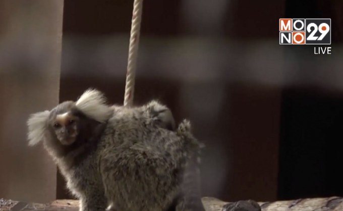 “สวนสัตว์โคราช” เปิดตัวสมาชิกใหม่ต้อนรับวันเด็ก