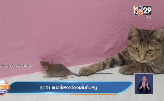 สุดฮา แมวขี้เหงาต้องเล่นกับหนู