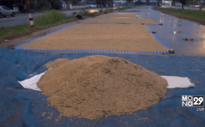 ฝนตกข้าวเปลือกตากแห้งเสียหาย จ.ลำปาง