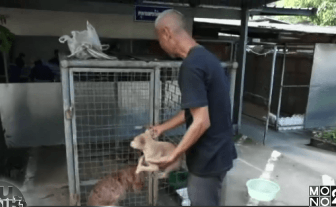 จับสุนัขจรจัดใน“รพ.แม่สอด”หลังพบเชื้อพิษสุนัขบ้า