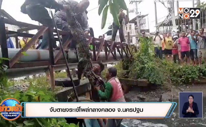 จับตายจระเข้โผล่กลางคลอง จ.นครปฐม