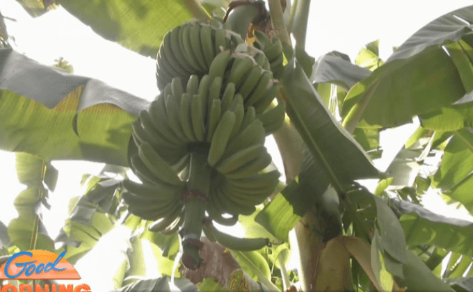 เร่งตรวจสอบสวนกล้วยหอมกลุ่มนายทุนจีน