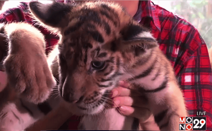 ตั้งชื่อลูกเสือเบงกอลตามชื่อผู้นำฟิลิปปินส์