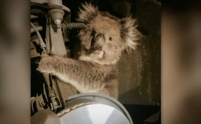 ช่วยโคอาลาติดเพลาล้อรถวิ่ง 16 กม.