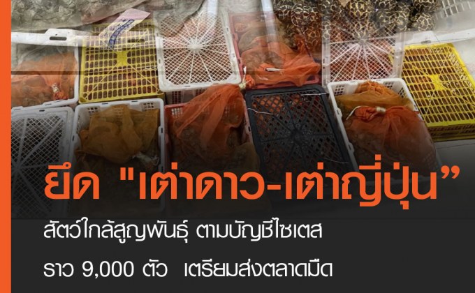 จับผู้ต้องหาลักลอบขน “เต่าดาว” สัตว์ใกล้สูญพันธุ์