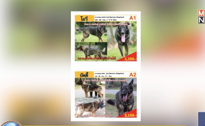 กลุ่มรักสัตว์ค้าน ทบ.เตรียมประมูลสุนัขปลดประจำการ