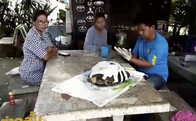 เต่าขนาดใหญ่ถูกรถเหยียบอาการสาหัส