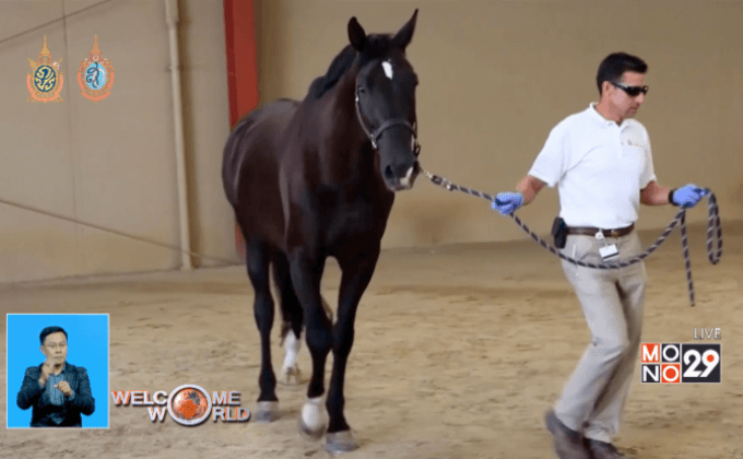 รักษาม้าโดยวิธีเซลล์บำบัด