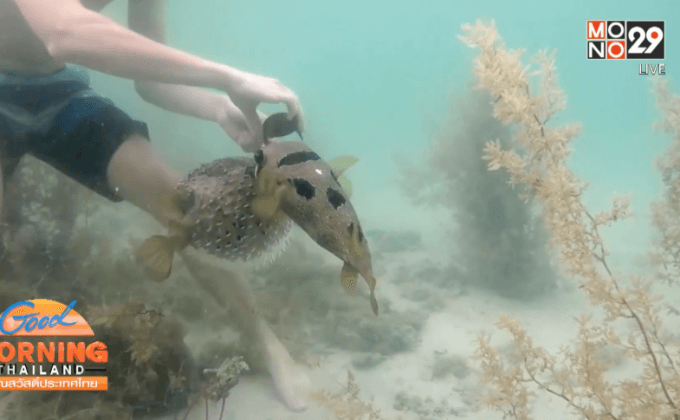 คลิปสุดซึ้ง หนุ่มช่วยปลาปักเป้าติดตาข่าย