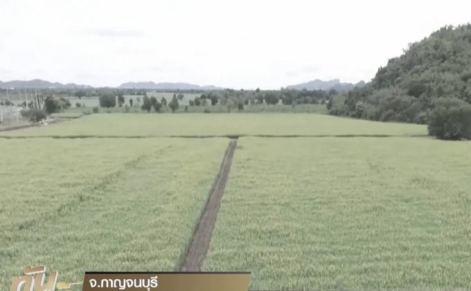 ปลูกดอกปอเทือง รำลึกคำสอนปลูกพืชรักษาหน้าดิน