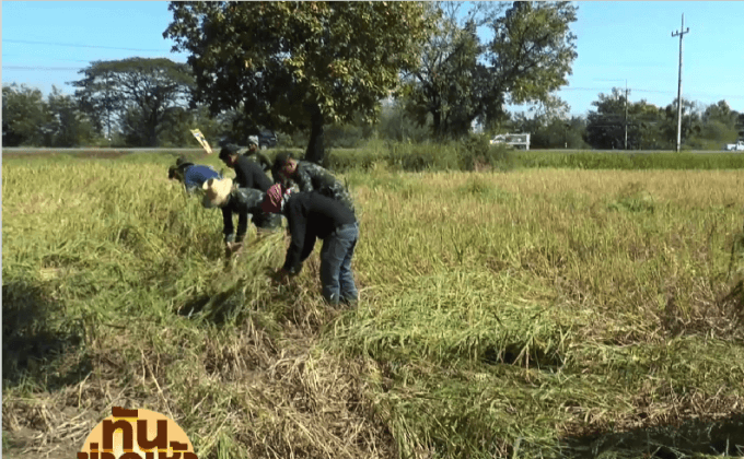 เตือนเร่งเก็บเกี่ยวผลผลิต หลังเขื่อนอุบลรัตน์ระบายน้ำเพิ่ม