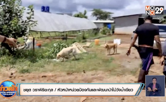 คลายปริศนา ! แกะ-แพะตาย 16 ตัวพบสุนัขรุมกัด