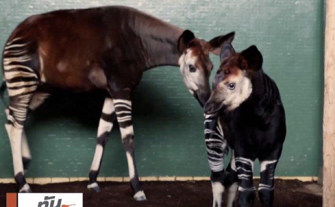 ​ตั้งชื่อลูกโอคาพีตามพระคู่หมั้นเจ้าชายแฮร์รี