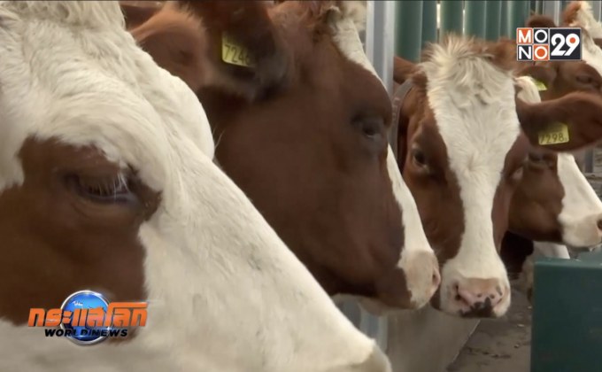 ฟาร์มเลี้ยงวัวลอยน้ำในเนเธอร์แลนด์