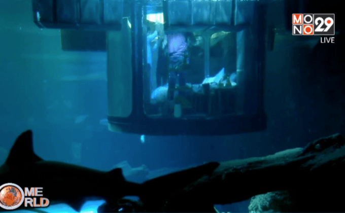 สัมผัสประสบการณ์ใต้น้ำร่วมกับฉลาม 1 คืน