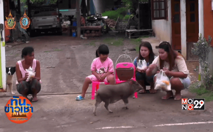 หมูป่า-สุนัข เดินตามพระบิณฑบาต