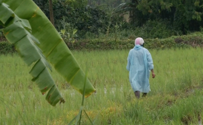 ชาวนา 19 ราย ไม่ขอรับเงินช่วยเหลือ