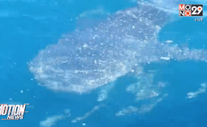 พบฉลามวาฬ 1ตันในทะเลอันดามันใกล้เกาะพีพี