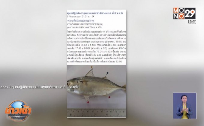 น่าเป็นห่วง นักวิจัยพบไมโครพลาสติกใน “ปลาทูไทย”