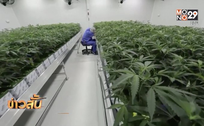 รัฐหลุยส์เซียนาเริ่มขายกัญชาทางการแพทย์