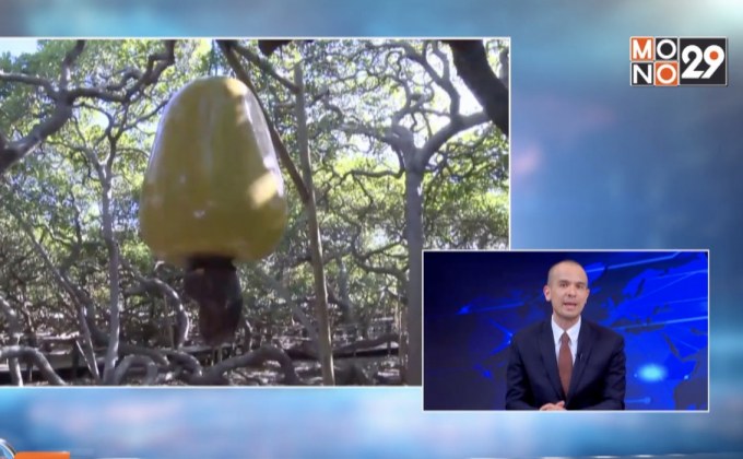 ต้นมะม่วงหิมพานต์ใหญ่สุดในโลกที่บราซิล