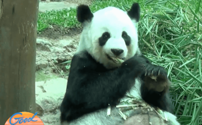 “หลินฮุ่ย” กินน้อย นอนมากคล้ายใกล้คลอด