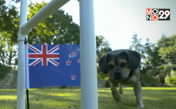 “สุนัขปั๊ก” นักทำนายผลรักบี้ชิงแชมป์โลก