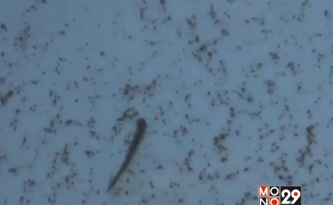 ชาวบ้านเมืองแปดริ้วโวย น้ำประปามีปลิง